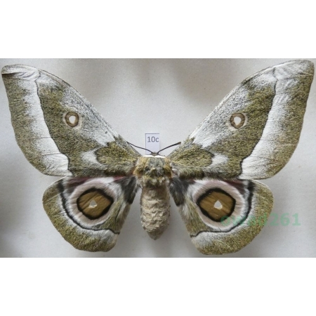 Gonimbrasia zambesina (Walker, 1865) female ex.pupa Kenya 126mm10c